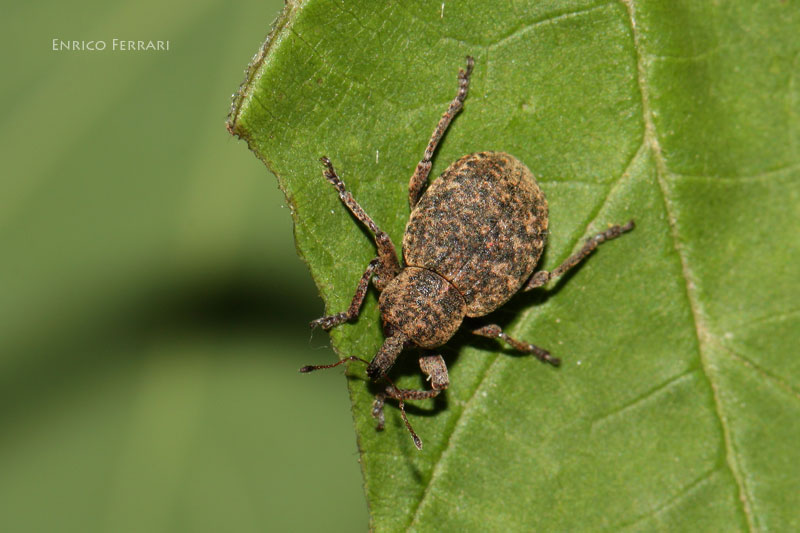 Neoglanis cf. brucki (Curculionidae) - metamorfosi